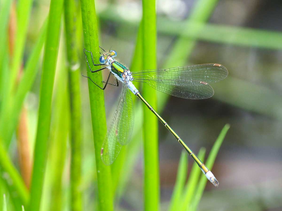 Lestes_sponsa